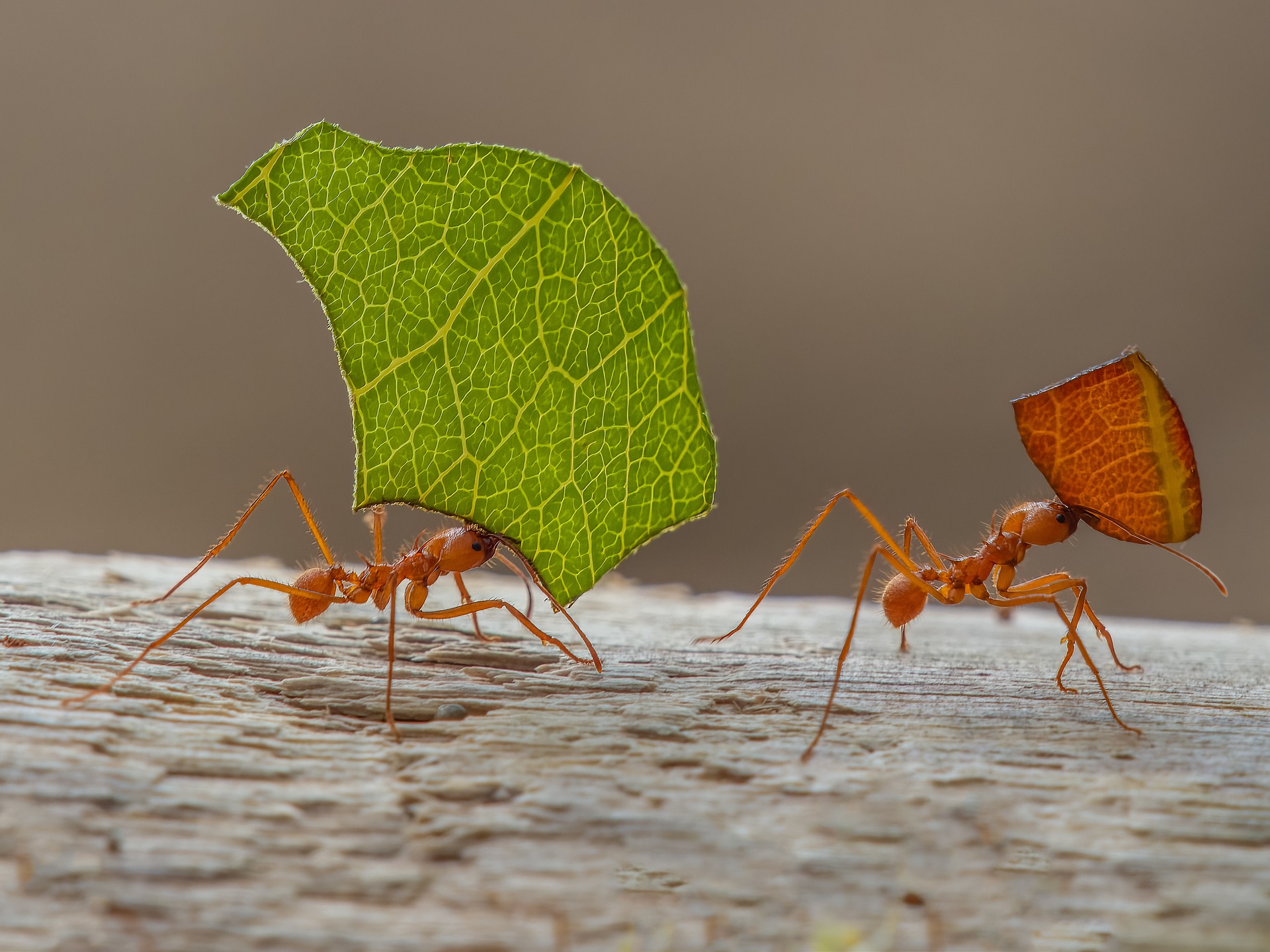 Two leafcutter ants carrying pieces of leaves